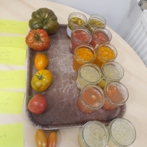 Faire ses semences de tomates