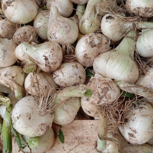 Oignon blanc vrac