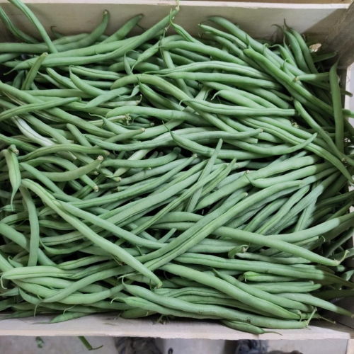 PROMO Haricot vert 5 kg
