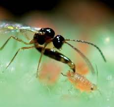 Lutte biologique