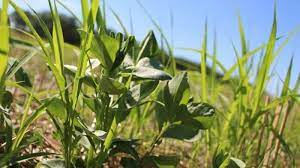 Focus sur les engrais verts