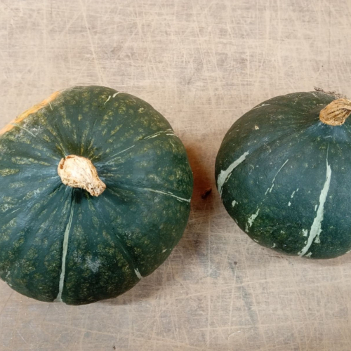 Courge Green d'Hokkaido