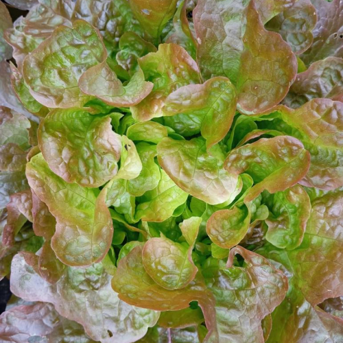 Salade Feuille de chêne rouge
