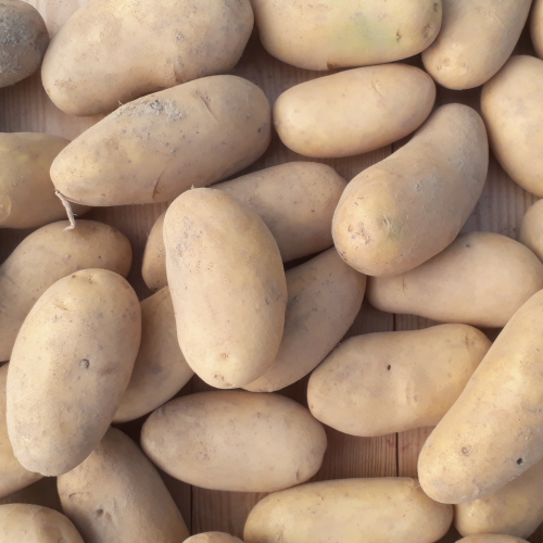 Pommes de terre chair tendre Maïwenn