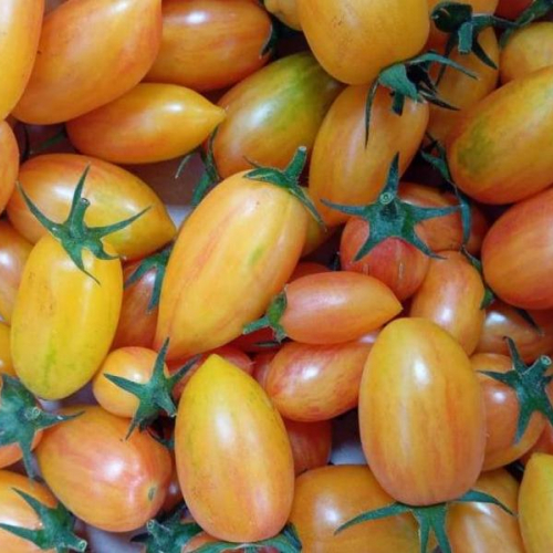 Tomates blush