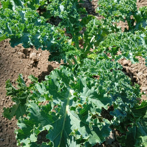 Chou Curly Kale