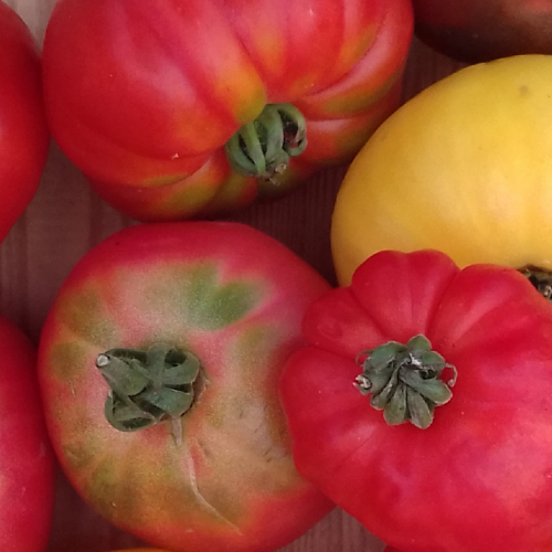 PROMO Tomates Sauce et coulis 6 kg