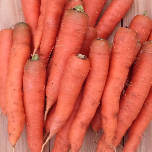 Carottes