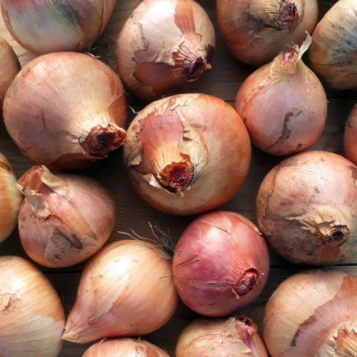 Oignons rosés de conservation