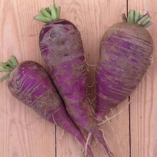 Radis bleu d'automne