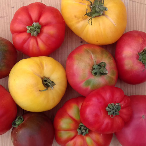 Tomates anciennes
