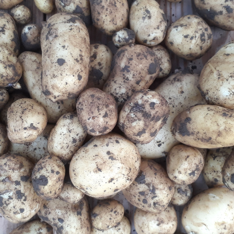 Pommes de terre primeurs