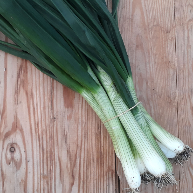 Oignons blanc frais primeur