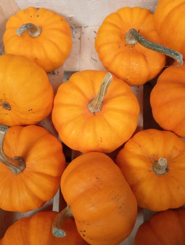 Courge Jack Be Little