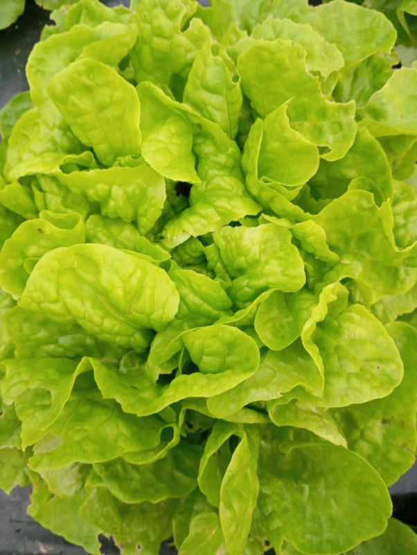 Salade Feuille de Chêne verte