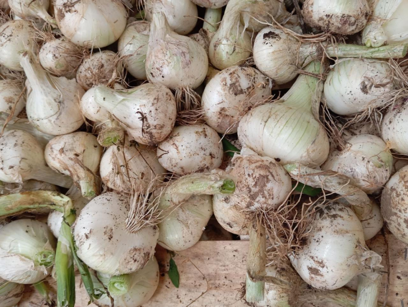 Oignon blanc vrac