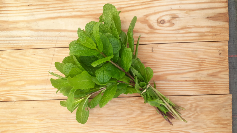 Menthe botte