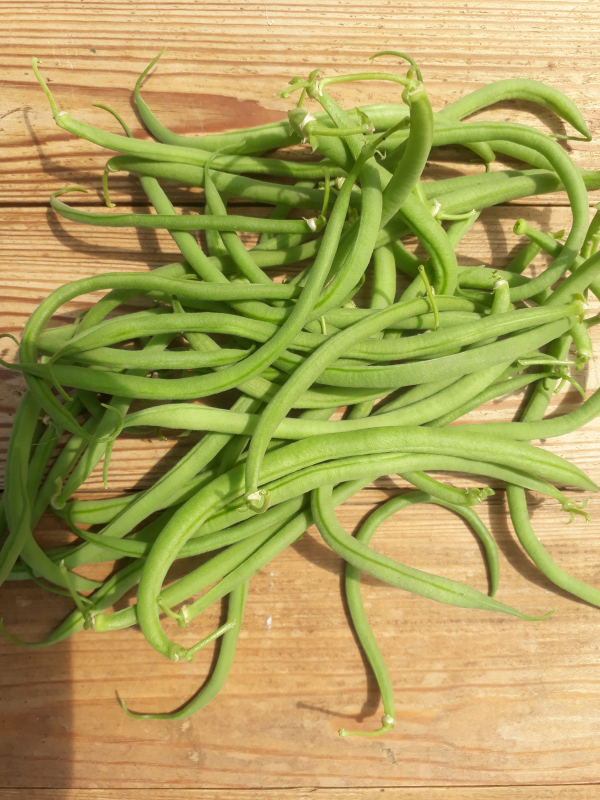 Haricots verts