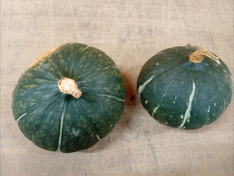 Courge Green d'Hokkaido