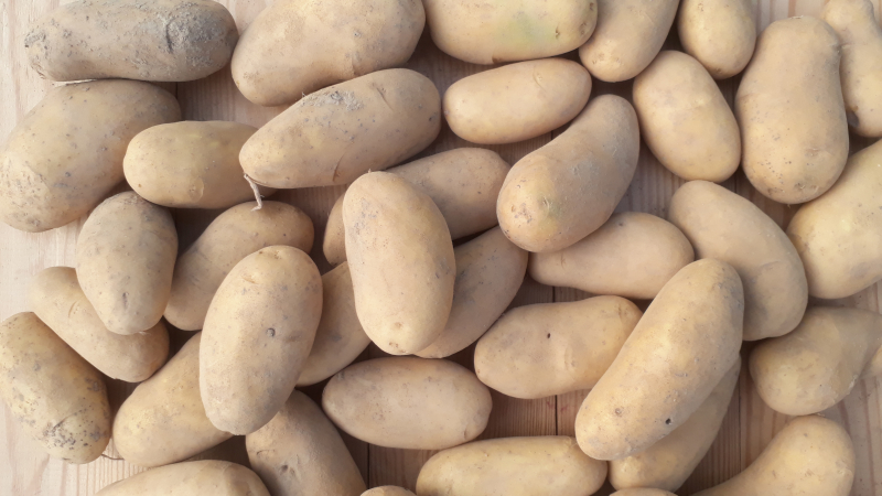 Pommes de terre chair tendre Maïwenn