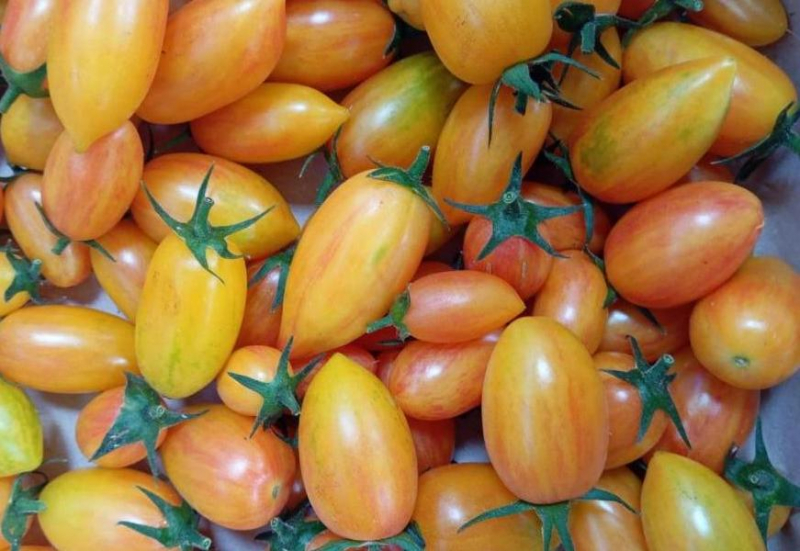 Tomates blush
