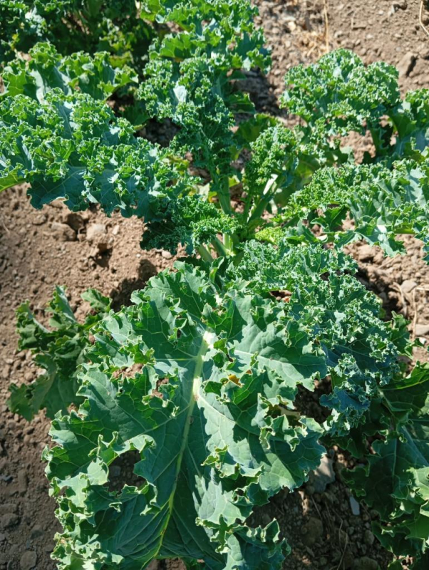 Chou Curly Kale