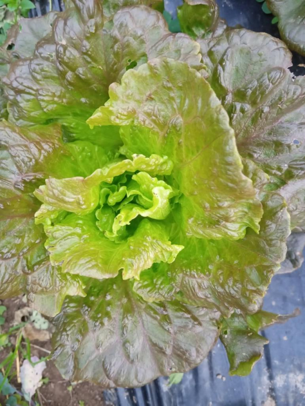 Salade Batavia rouge