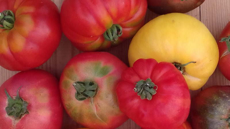 PROMO Tomates Sauce et coulis 6 kg