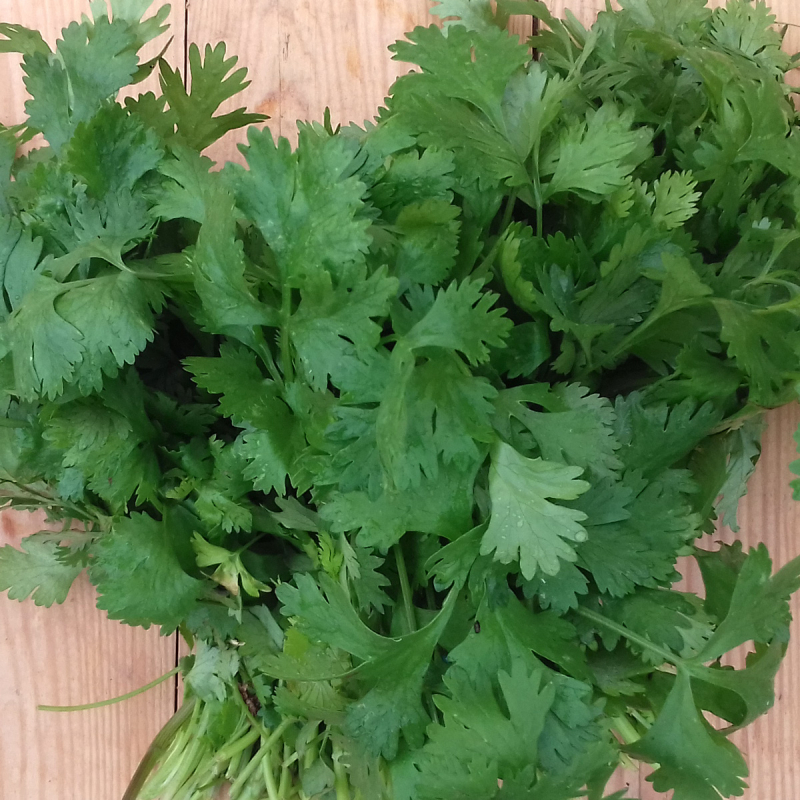 Coriandre