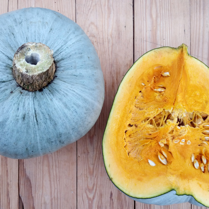 Courge bleue de Hongrie
