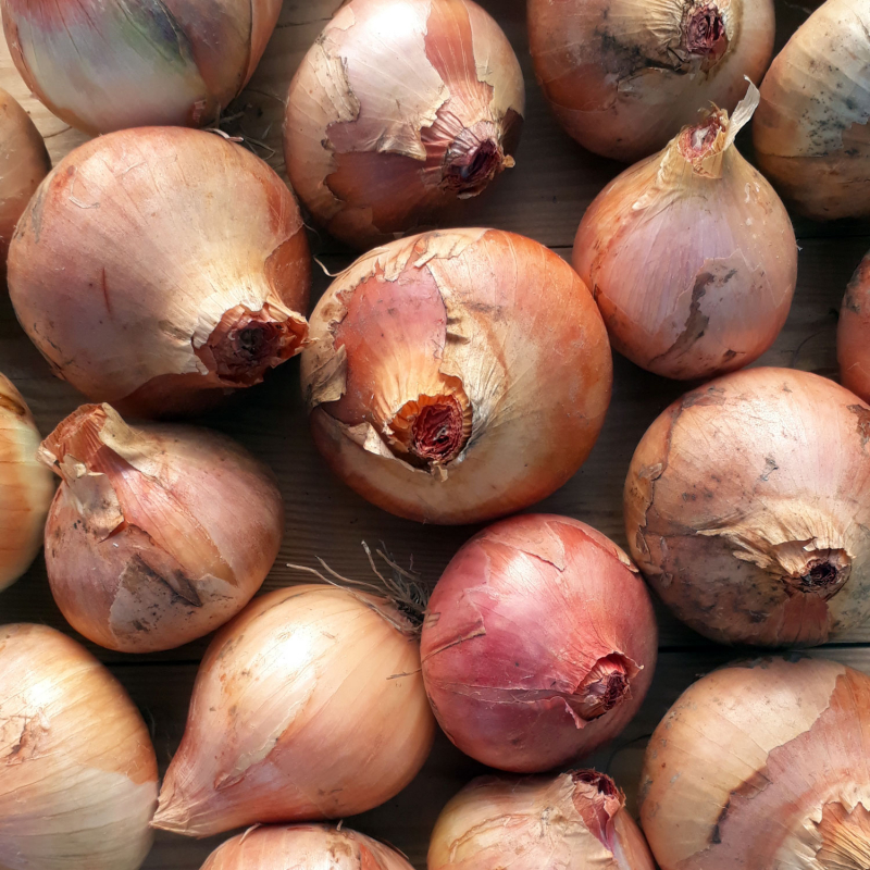 Oignons rosés de conservation