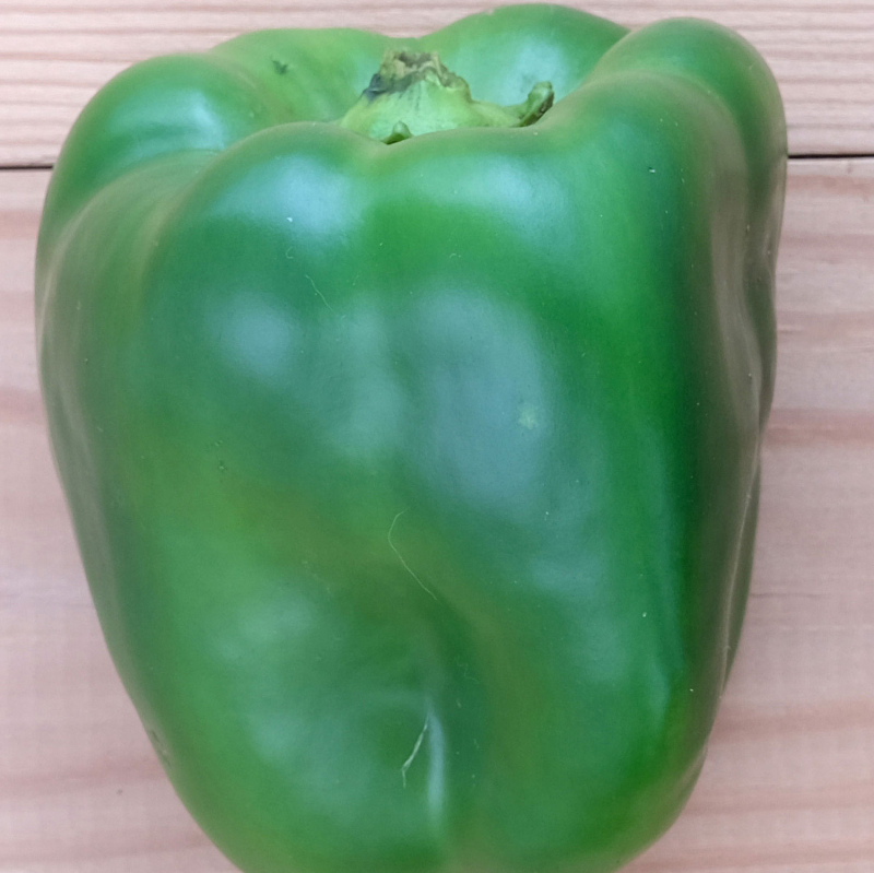 Poivron vert