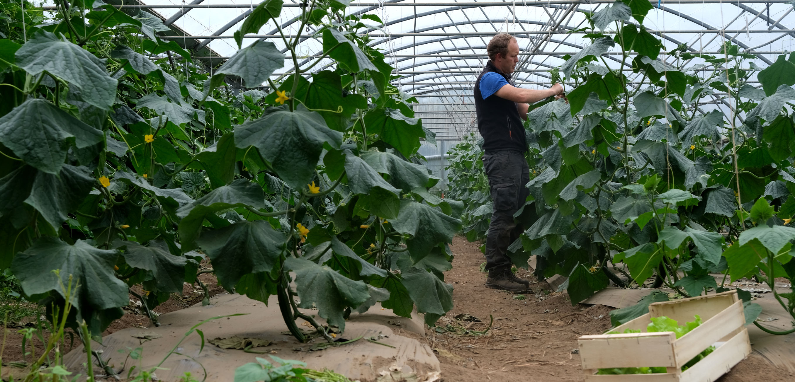 Production et vente directe de légumes bio