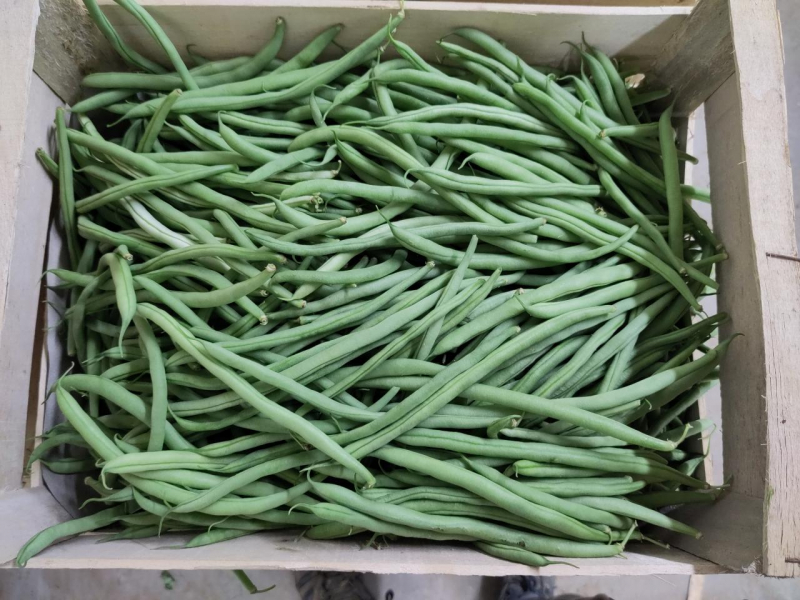 PROMO Haricot vert 5 kg